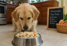 Best Homemade Food for Picky Dogs