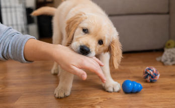 How to Stop a Puppy From Biting Hands