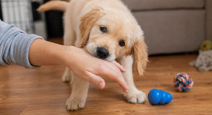 How to Stop a Puppy From Biting Hands