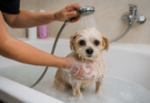 How Often Should You Bathe a Small Dog? A Complete Guide for Healthy Skin and Coat