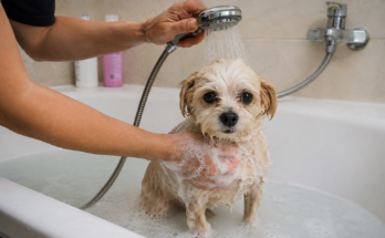 How Often Should You Bathe a Small Dog? A Complete Guide for Healthy Skin and Coat