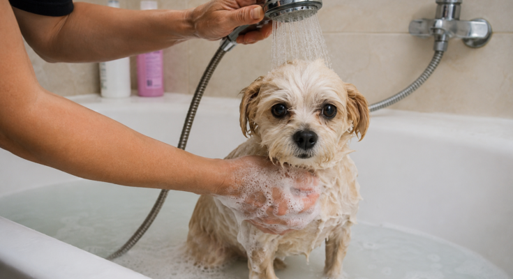 How Often Should You Bathe a Small Dog? A Complete Guide for Healthy Skin and Coat