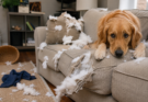 Signs Your Dog Is Bored at Home