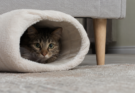How to Make a Shy Cat Feel Safe