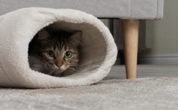 How to Make a Shy Cat Feel Safe