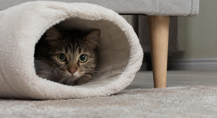 How to Make a Shy Cat Feel Safe