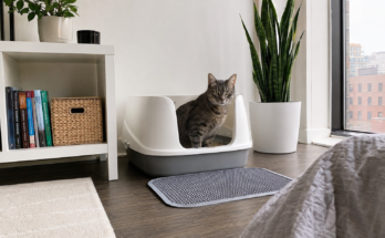 Best Litter Box for Small Apartments