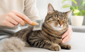 Easy Ways to Reduce Cat Shedding Naturally