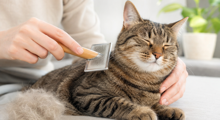 Easy Ways to Reduce Cat Shedding Naturally