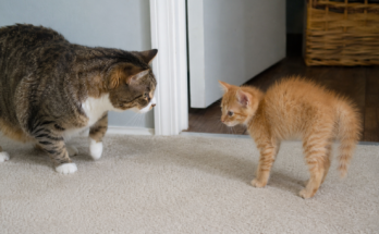 How to Introduce a Kitten to an Older Cat