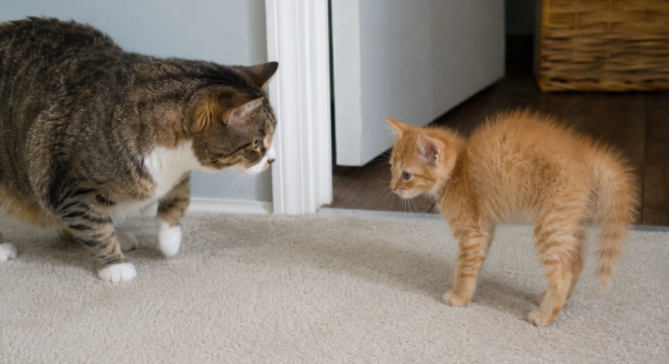 How to Introduce a Kitten to an Older Cat