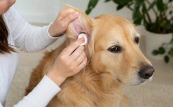 How to Clean Your Pet's Ears Safely at Home