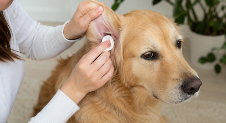 How to Clean Your Pet's Ears Safely at Home