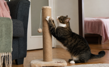 How to Teach Your Cat to Use a Scratching Post