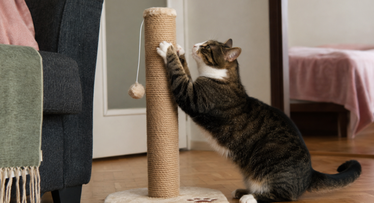 How to Teach Your Cat to Use a Scratching Post