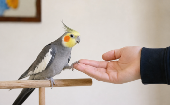 Easy Tricks to Teach Your Pet Bird