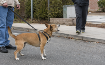 How to Stop Dogs From Barking at Strangers