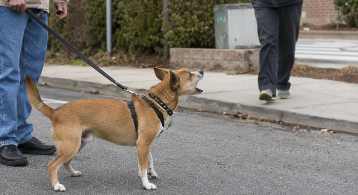 How to Stop Dogs From Barking at Strangers