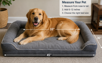 How to Choose the Right Pet Bed Size