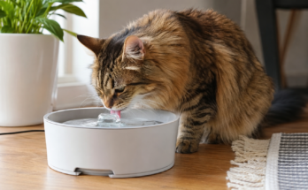 Best Automatic Water Fountain for Cats Guide